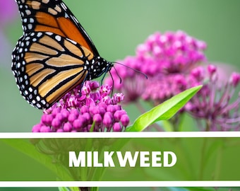 Milkweed, Asclepias Syriaca, Common Milkweed Seeds, Heirloom, Native, Flower Seeds, Butterfly Milkweed, Monarch Butterfly Plant Non GMO
