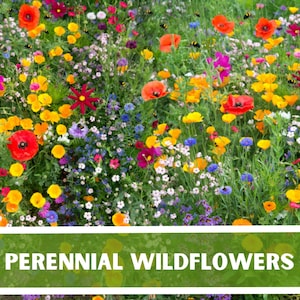 PERENNIAL Wild Flower Mix Pollinator Garden Heirloom Non-GMO 150+ Seeds