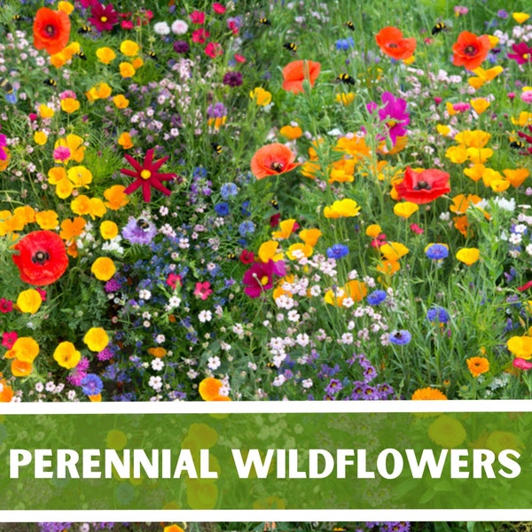 PERENNIAL Wild Flower Mix Pollinator Garden Heirloom Non-GMO 150+ Seeds
