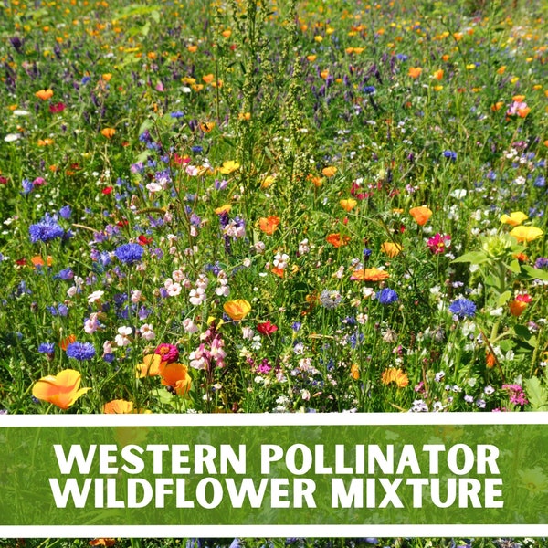 Western Pollinator Wildflower Mix Seeds, Over 200 Seeds, Wildflower seeds, non-GMO Seeds, Native Mix Flower Seeds