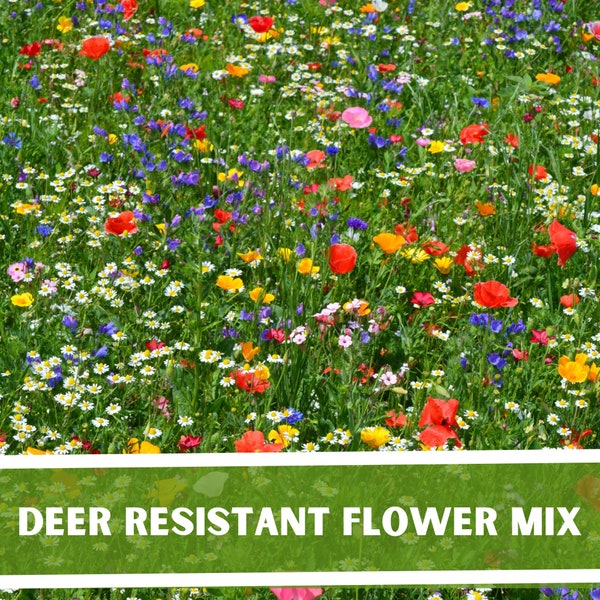 Deer Resistant Wildflower Seed Mix - Seed Packets, Heirloom Seeds, Flower Seeds, Wildflower Mix, Deer Resistant Flowers Seed Mix