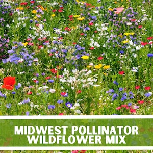 Midwest Pollinator Wildflower Mixture, Over 200 Seeds, Wildflower seeds, non-GMO Seeds