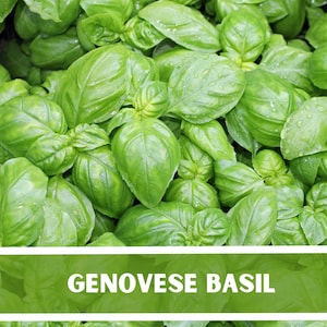 Genovese Basil Herb Heirloom Seeds, Basil, Genovese - Heirloom Seeds - Culinary & Medicinal Herb - GMO Free