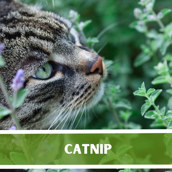 Catnip Herb Heirloom Seeds - Non GMO, Cat Grass, Open Pollinated, Pet Friendly