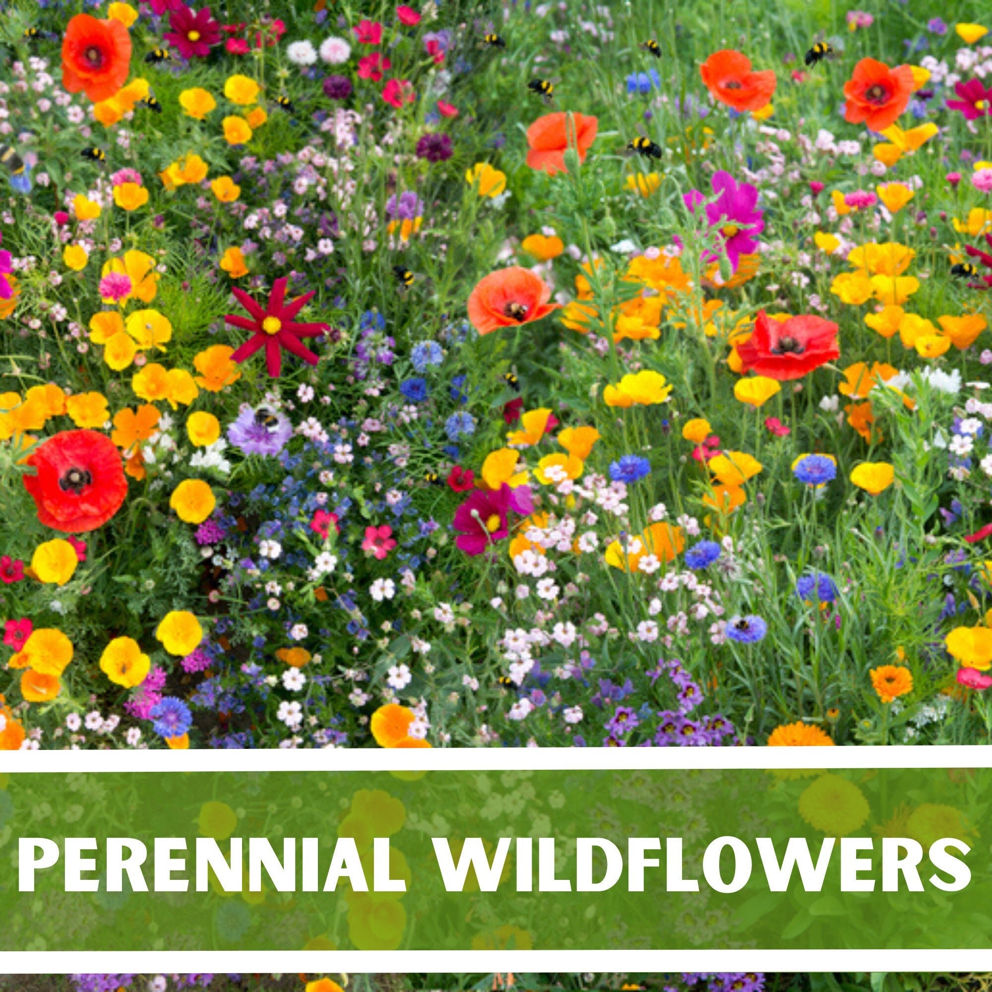 PERENNIAL Wild Flower Mix Pollinator Garden Heirloom Non-GMO 150+ Seeds