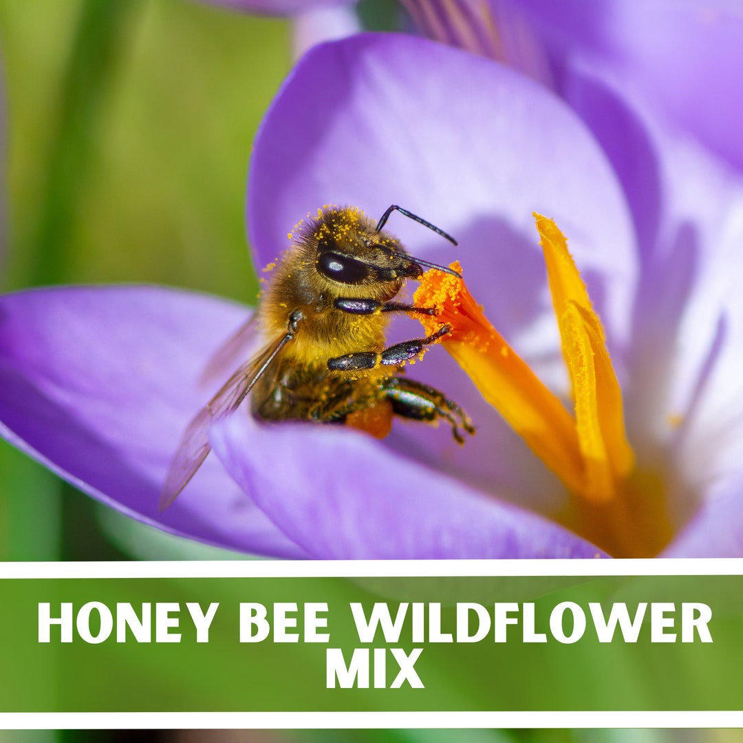 Honey Bee Wildflower Mix,bee Friendly Wildflower Seed Mix,pollinator
