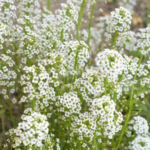 Baby's Breath Wildflower Seeds - 500 Seeds - USA - non-gmo