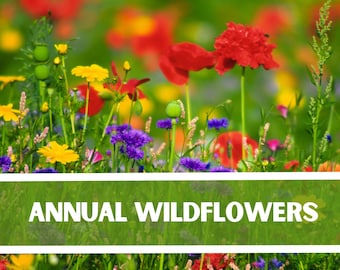 Annual Wildflower Seeds: (200+ Seeds)