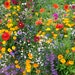 Western Pollinator Blend, Wildflower Seed | Urban Farmer