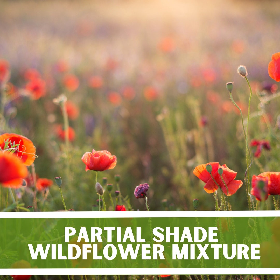 Partial Shade, Wildflower Seeds, Shade Garden Wildflower Seed Packets, Heirloom Seeds Etsy