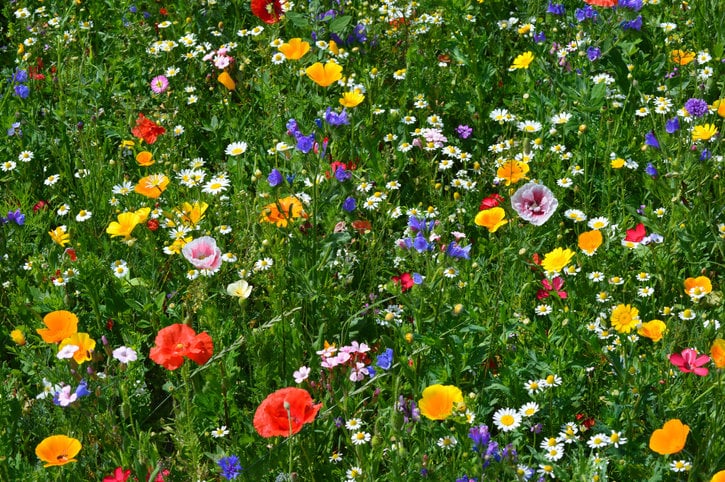 Bee-Friendly Bee Seeds  ( Set of 10)  Seeds for Pollinators - Mother's Day, Wedding Favor, Eco-Friendly Gift, Wildflower Seed Favors