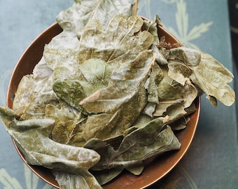 English Oak Leaves for Spell Work, Incense or Charms Witchcraft - For Strength and Courage