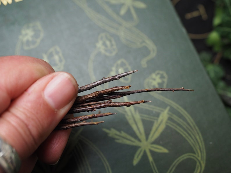 May include: A bundle of thin, brown twigs, some with small branches, held in a hand.