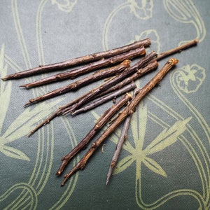 10 Somerset Blackthorn Tree Thorns for Protective Spellwork or Charms - Pagan, Wicca, Witchcraft