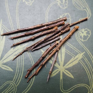 10 British Blackthorn Tree Thorns for Protective Spellwork or Charms - Pagan, Wicca, Witchcraft