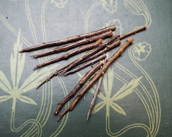 10 Somerset Blackthorn Tree Thorn's for Protective Spellwork or Charms - Pagan, Wicca, Witchcraft