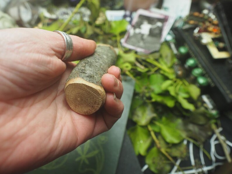 May include: A small, cylindrical piece of wood with a light gray bark and a cut end revealing concentric growth rings. The wood is held in a hand, suggesting a natural craft item or component.