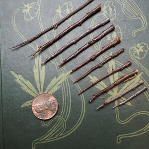 May include: A collection of ten thin, brown twigs arranged on a green surface with a decorative pattern. A copper penny is in the lower left corner of the image.