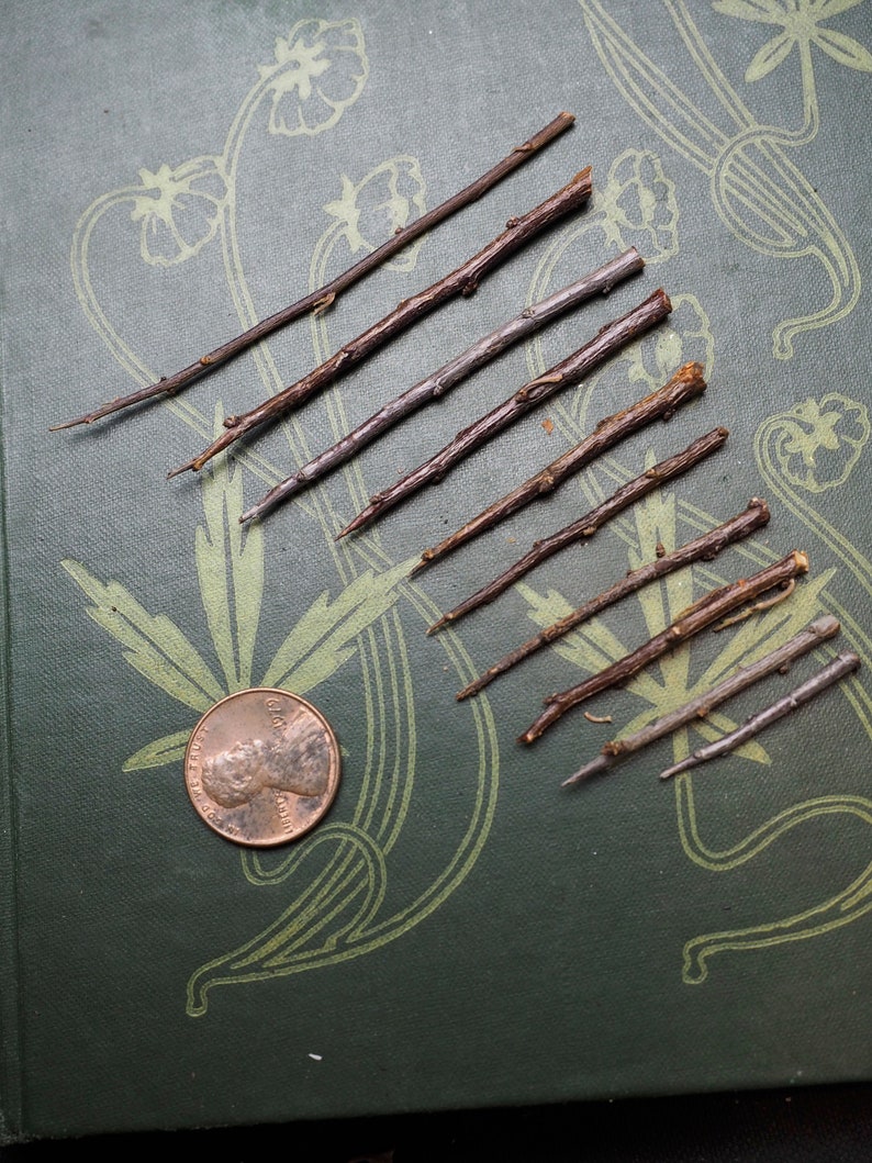 May include: A collection of ten thin, brown twigs arranged on a green surface with a decorative pattern. A copper penny is in the lower left corner of the image.