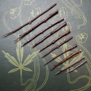 May include: A collection of eight brown twigs of varying lengths and thicknesses arranged on a green surface with a floral pattern.