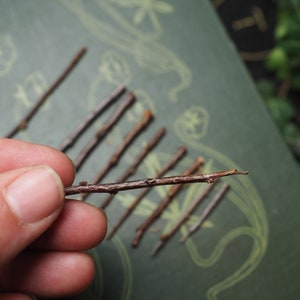 May include: A close-up of a hand holding a small, brown twig. The twig is about 4 inches long and has a few small branches. The twig is lying on a green surface with a pattern of leaves.