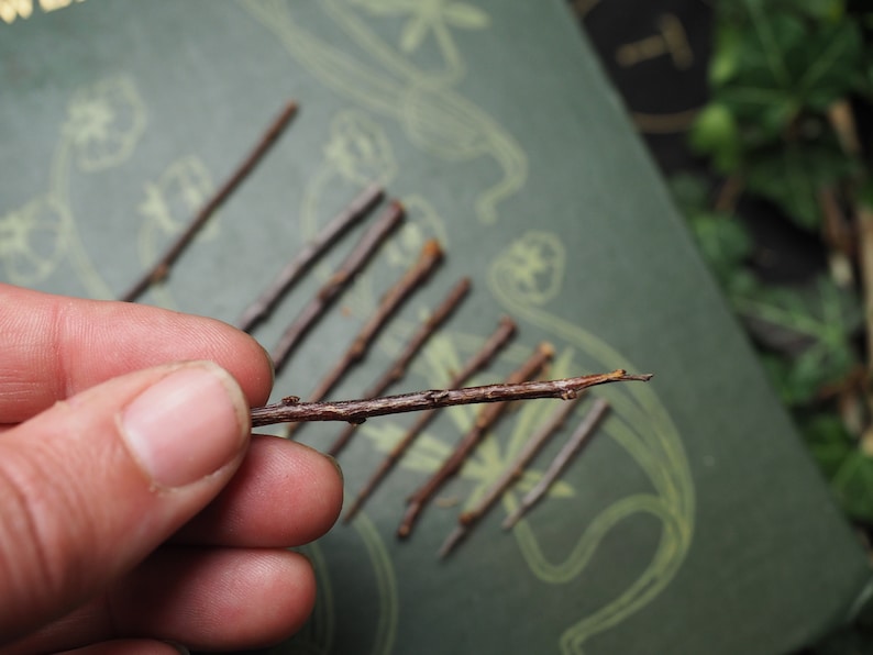May include: A close-up of a hand holding a small, brown twig. The twig is about 4 inches long and has a few small branches. The twig is lying on a green surface with a pattern of leaves.