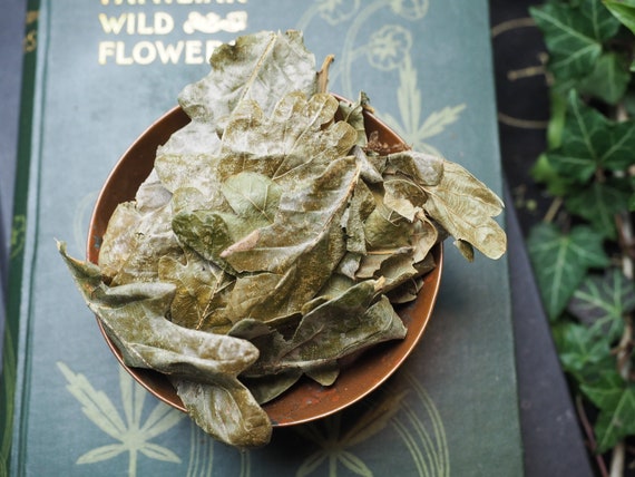 English Oak Leaves for Spell Work, Incense or Charms Witchcraft - For Strength and Courage