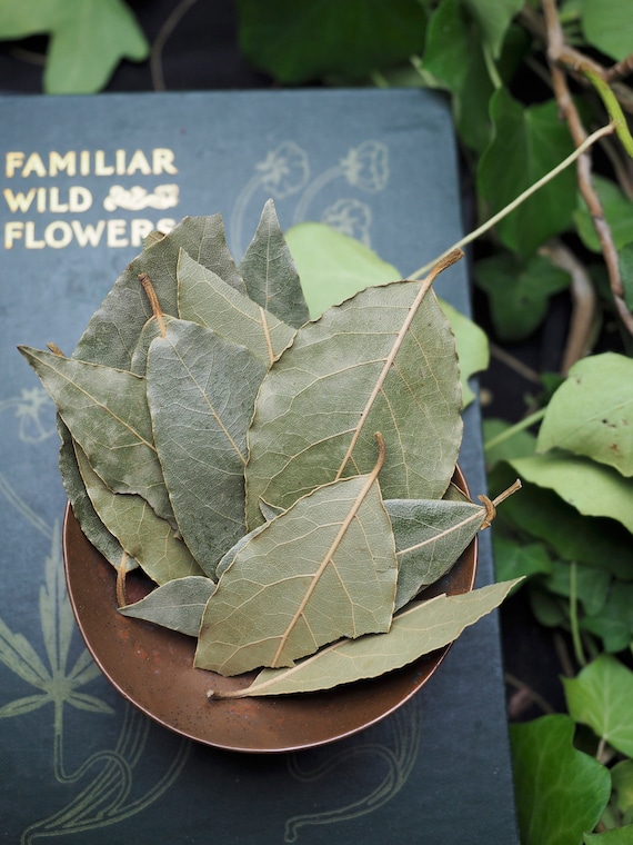 Dried Greek Bay Laurel Leaves for Spellwork or Charms - Protection, Exorcism - Witchcraft, Wild-harvested