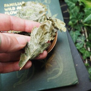 May include: Dried oak leaves in a hand, with a book and green foliage in the background.