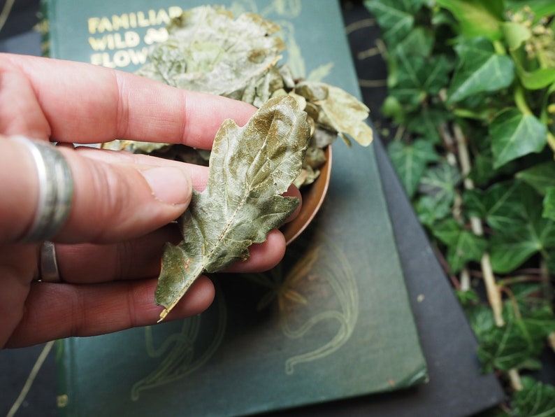 May include: Dried oak leaves in a hand, with a book and green foliage in the background.