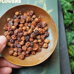 May include: A small, round, copper-colored bowl filled with dried, brown berries. The bowl has a weathered appearance with hints of blue-green patina. The berries are clustered together, and the image is set against a backdrop of a green book and foliage.