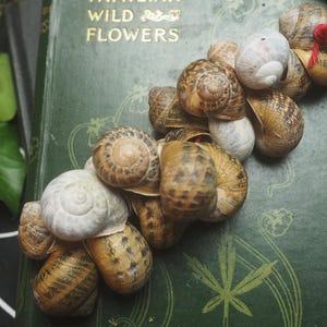 May include: A cluster of snail shells in various shades of brown and white, tied together with red string. The shells rest on a dark green book with gold lettering that reads "Hawaiian Wild Flowers."