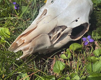 雌鹿の頭蓋骨