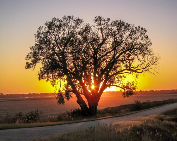 Lone Tree at Sunset - Fall Country Photo, Country Decor, Wall Art, Old Tree Photography, Autumn Decor, Country Landscape, Solitary Tree