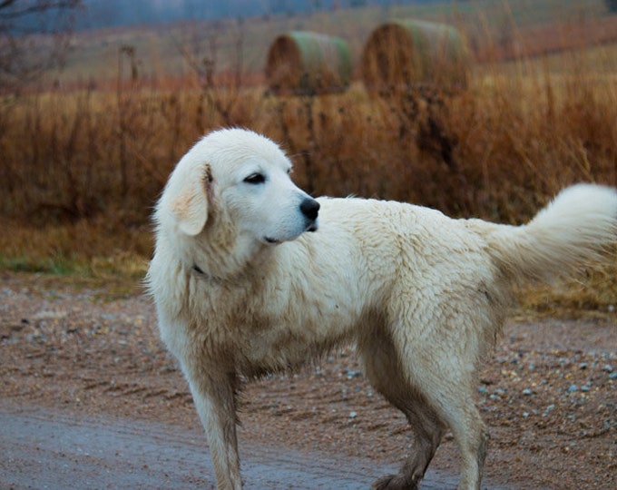 Always Hunting - Dog, Lab, White Dog, Country Dog, Nebraska, Midwest, Farm Dog, Dog Decor, farm decor,country decor, three legged dog