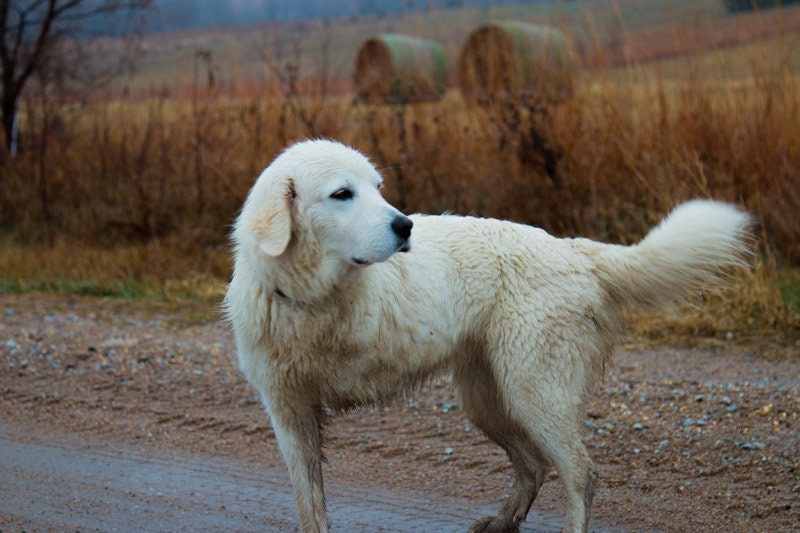 Always Hunting Dog, Lab, White Dog, Country Dog, Nebraska, Midwest