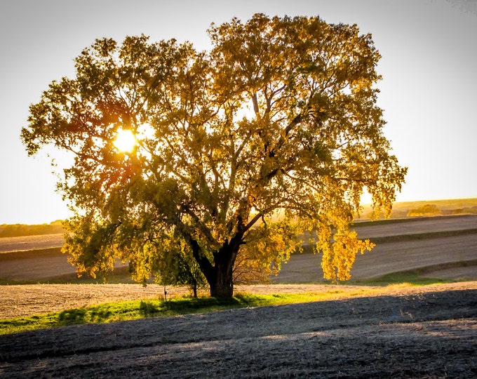 Golden Tree Sunset - Fall Country Lone Tree Photo, Country Decor, Farm Art, Old Tree Decor, Sunset on Tree, Autumn Decor, Farm Decor