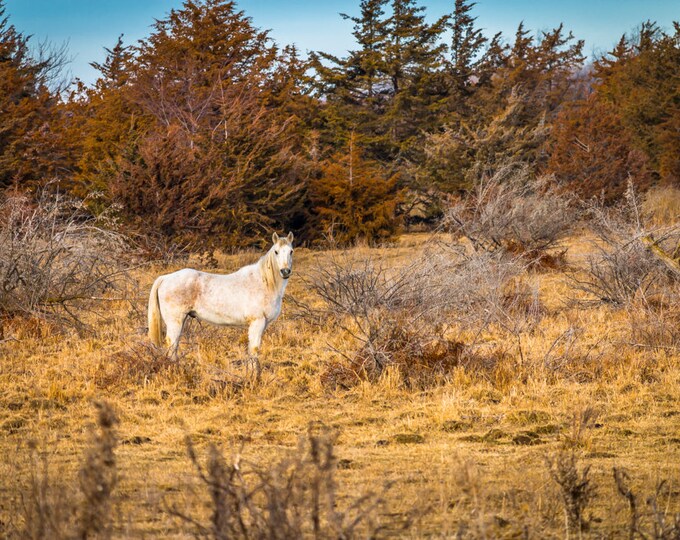 Lone White Horse, Grazing by Trees, Country Decor, Farm Animals, Nebraska Farm, Fall Farm, Horses,