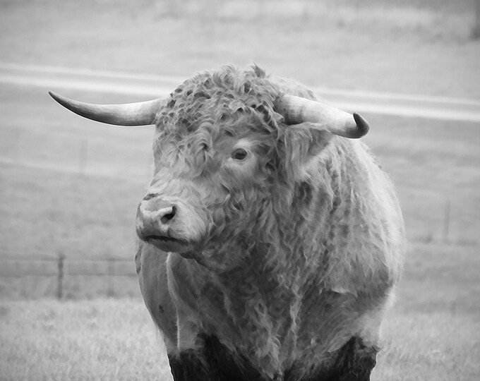 The Bull B&W IMG#3720 - Bull, Cow, Cattle, Pasture, Country Decor, Farm Art, Calf, Nebrasak, Farm Decor