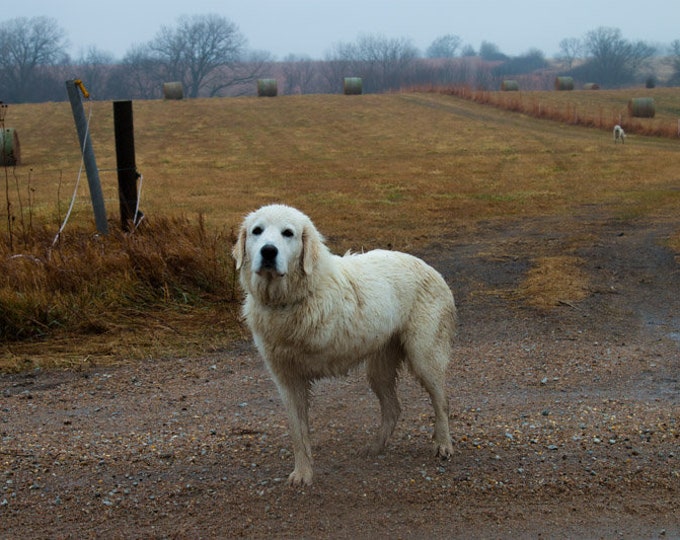 Never Give Up - Dog, Lab, White Dog, Country Dog, Nebraska, Midwest, Farm Dog, Dog Decor, farm decor,country decor, three legged dog