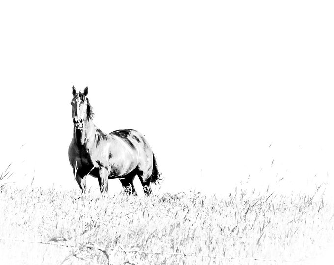 King of the Hill, Horse Standing Tall, Country Decor, Farm Animals, Nebraska Farm, Horses