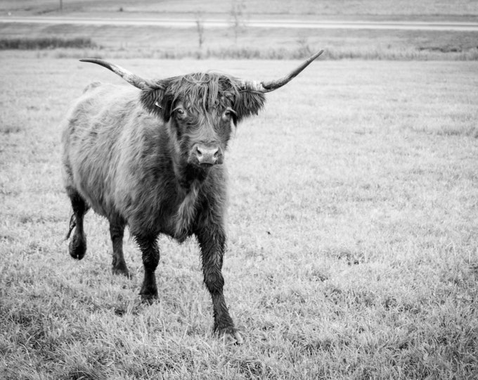 Furry Face IMG#3697-2 - Bull, Cow, Cattle, Pasture, Country Decor, Farm Art, Calf, Nebrasak, Farm Decor, Livestock