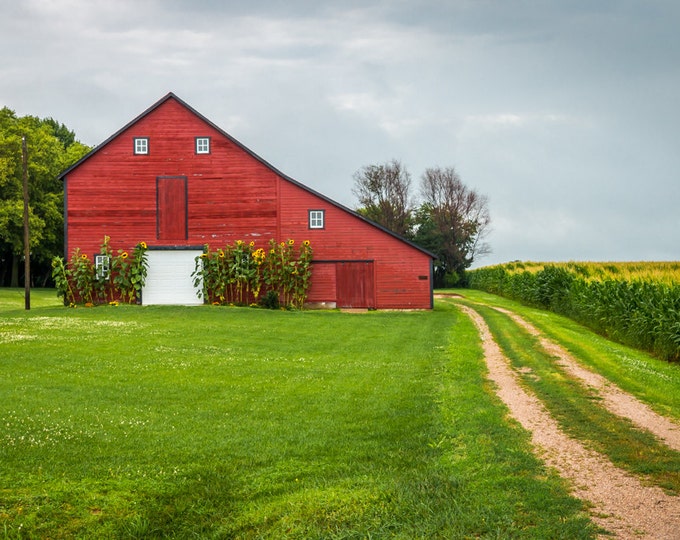 Sunflower Barn - Summer Red Barn, Country Decor, Farm Art, Old Barn Decor, Nebraska, Farm Decor, Sunflower Decor, Corn Fields, Farmer Lane