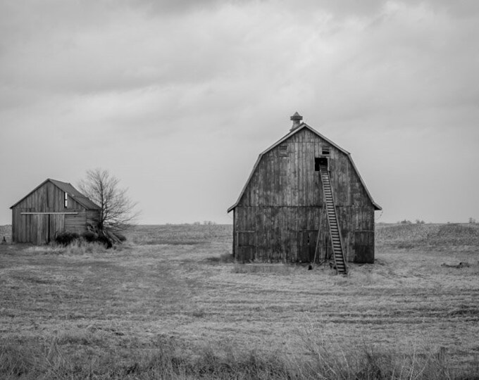 Barn Friends Black and White - Contry Decor, Iowa, Farm Decor, Farm Art, Old Decor, Barn Decor, Barn Door, Hay, Field,