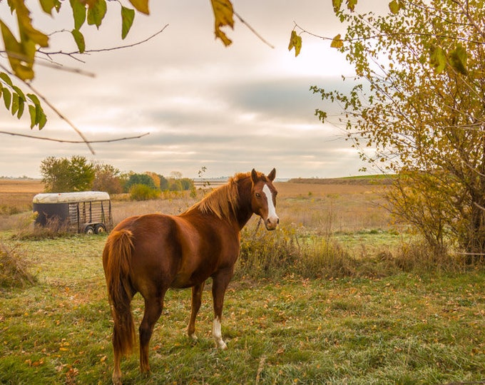 Good Morning Horse - Horse decor, Country Decor, Farm Animals, Iowa Farm, Fall Farm Decor, Fields, farm art, Country Living, Grazing