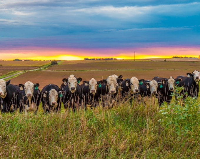 Moo, Whats for Breakfast - Cattle decor, Country Decor, Farm Art, Nebraska, Sunrise Decor, Farm decor, Grazing, Cow Decor, farm decor