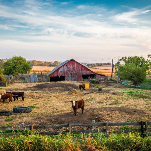 Cow on the Hill - Fall Red Barn Photo, Country Decor, Farm Art, Old Barn Decor, Iowa, Autumn Farm Decor, farm decor, cattle, cow