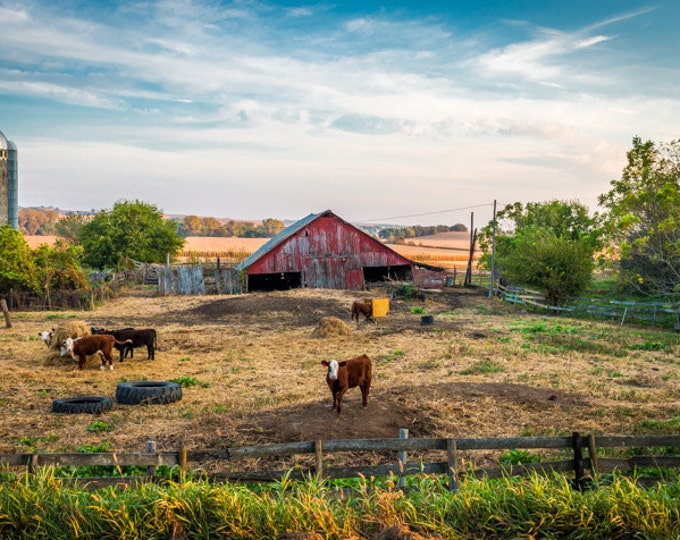 Cow on the Hill - Fall Red Barn Photo, Country Decor, Farm Art, Old Barn Decor, Iowa, Autumn Farm Decor, farm decor, cattle, cow