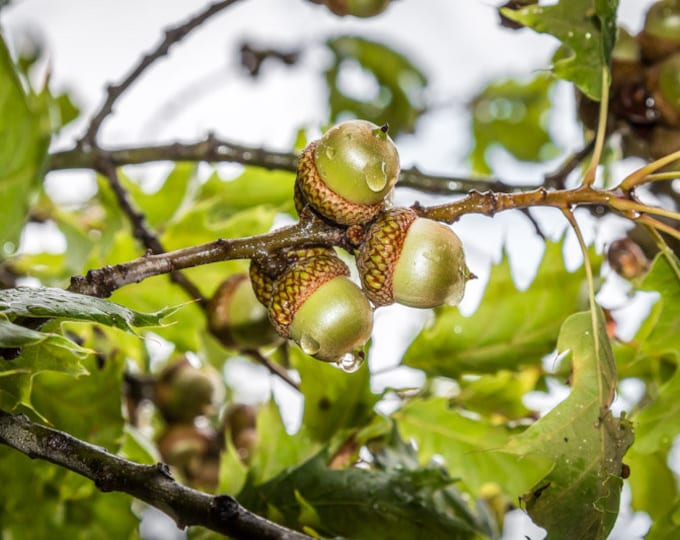 Acorn Tears No. 2, Nature, trees, leaves, oak, oak tree, woods, rain, sunrise, morning, Nebraska, parks, branch, forest, acorn, green leaves