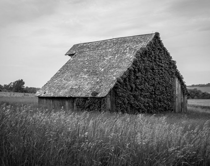 Irish Barn Black and White - Red Barn Photo, Country Decor, Farm Art, Old Barn Decor, Iowa Farm, Autumn Farm Decor, Farm Decor, vine